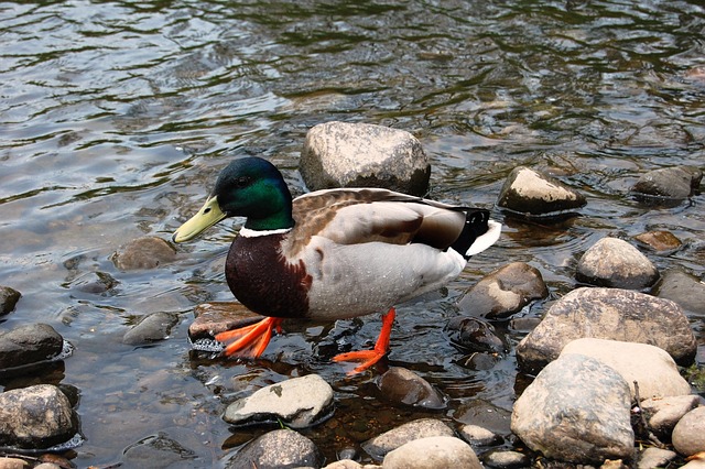 Sådan lærer du at genkende de mest brugte krydsordsnøgler