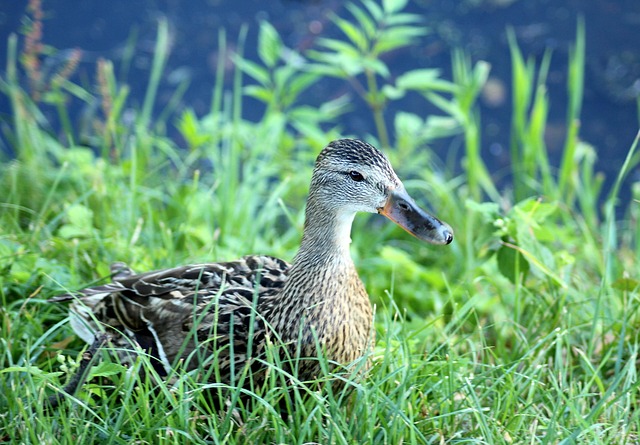 Fra begynder til mester: Krydsordsteknikker, der gør dig skarpere